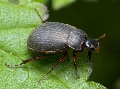 Maladera holosericea