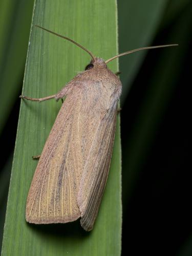 Mythimna pudorina