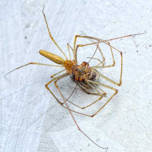 Tetragnatha montana