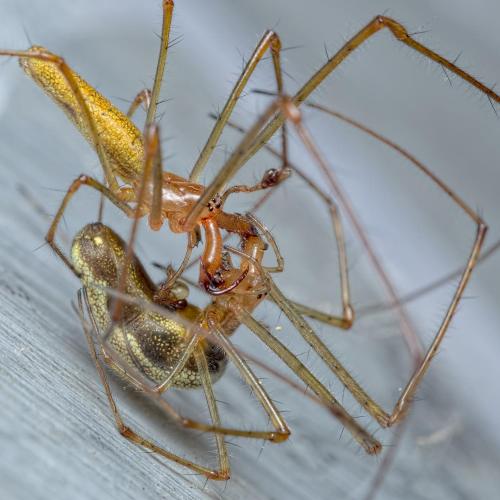 Tetragnatha montana