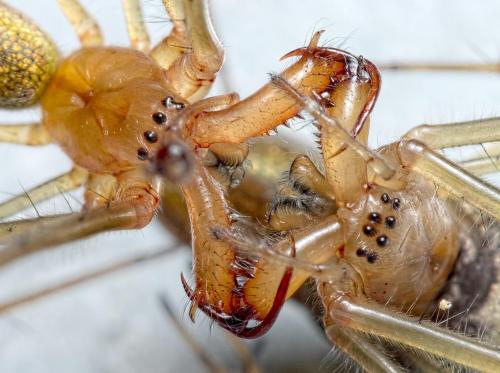 Tetragnatha montana
