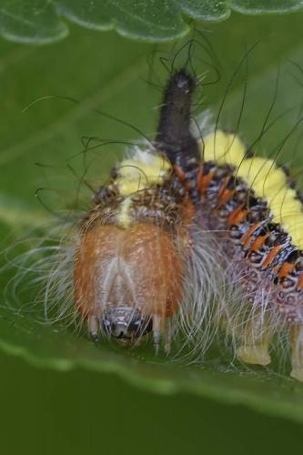 Réf. 260 007 : Acronicta psi