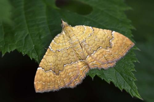 Réf. 260 231 : Camptogramma bilineata