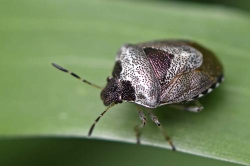 Réf. 260 228 : Stagonomus venustissimus