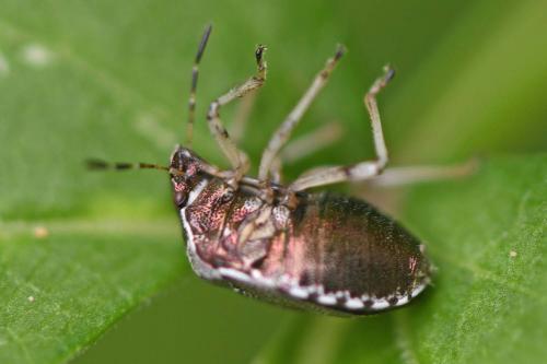 Réf. 260 229 : Stagonomus venustissimus