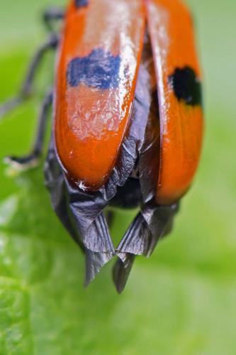 Clytra sp.
