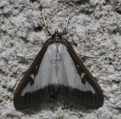 Réf. 260 209 : Cydalima perspectalis