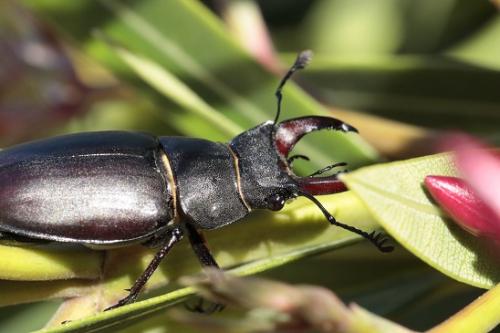 Lucanus cervus