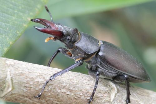Lucanus cervus