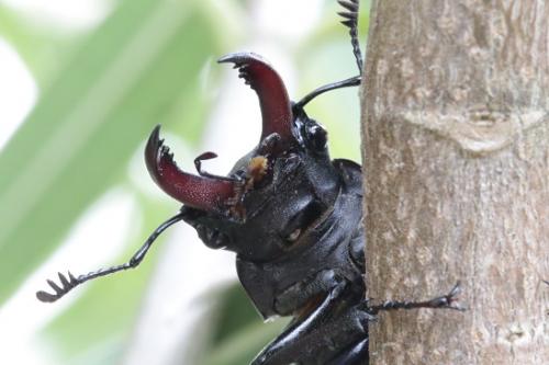 Lucanus cervus