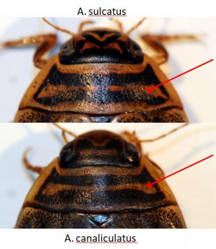Acilius sp.