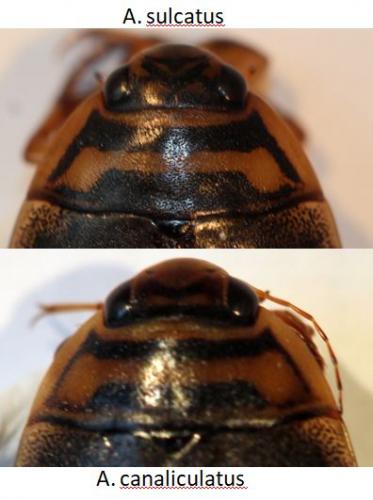 Acilius sp.