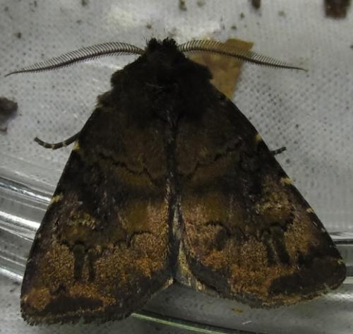 Réf. 260 497 : Charanyca ferruginea