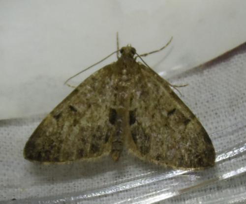 Thera sp.
