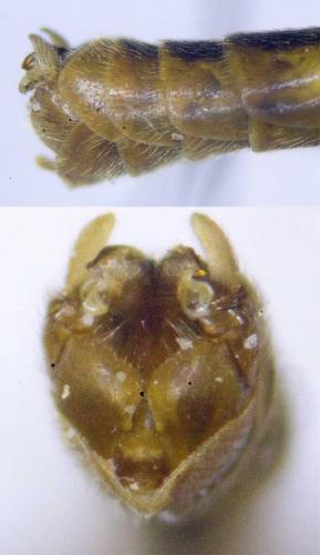 Nephrotoma flavescens