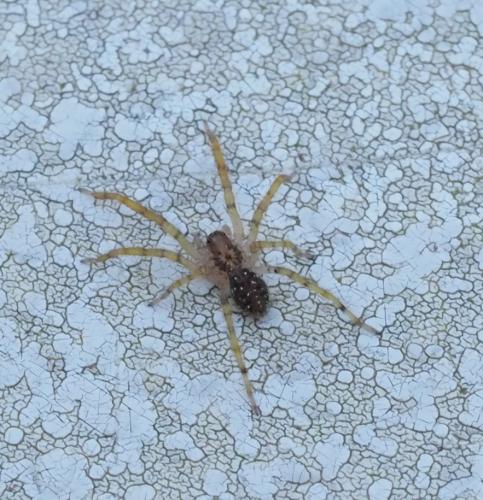 Zoropsis sp.