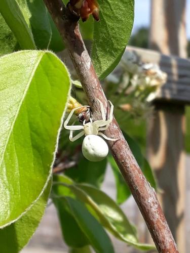 Misumena vatia