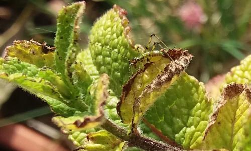 Réf. 260 357 : Phaneroptera sp.