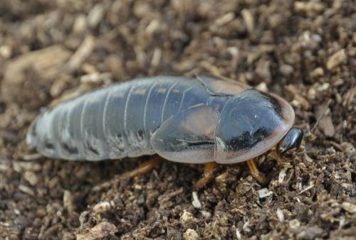 Réf. 260 821 : Blaptica dubia