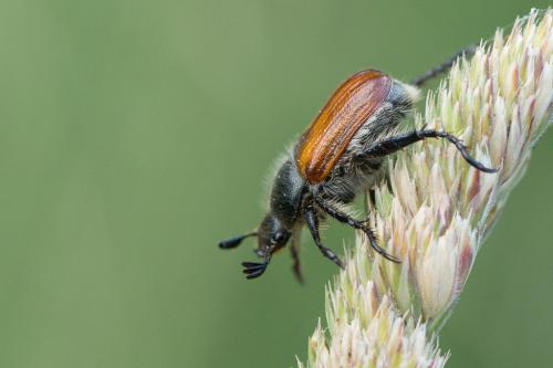 Anisoplia remota