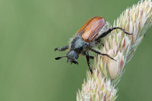 Anisoplia remota