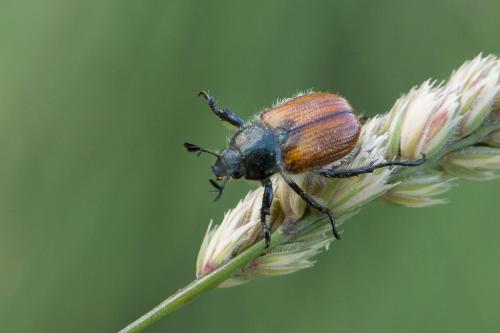 Anisoplia remota