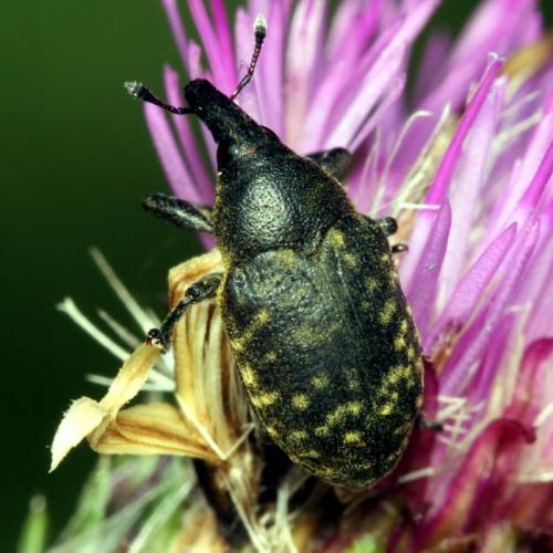 Réf. 260 210 : Larinus turbinatus