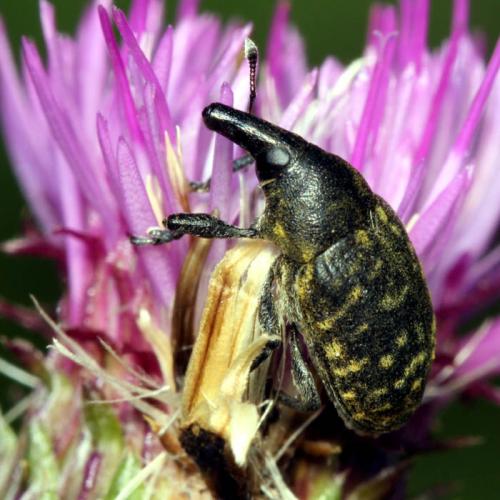 Réf. 260 211 : Larinus turbinatus