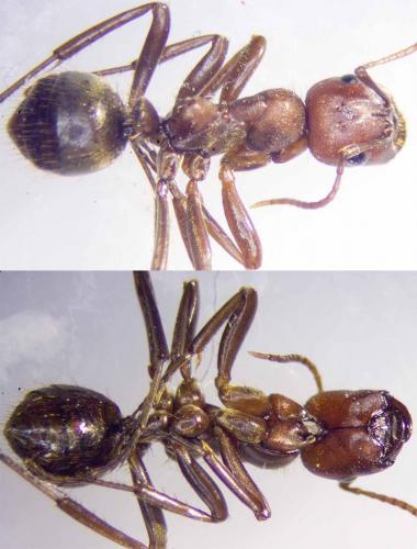 Réf. 260 501 : Polyergus rufescens