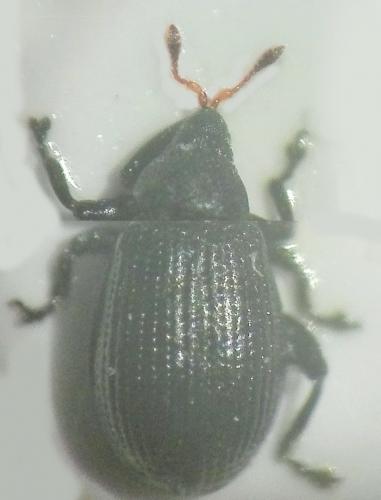 Rhamphus sp.