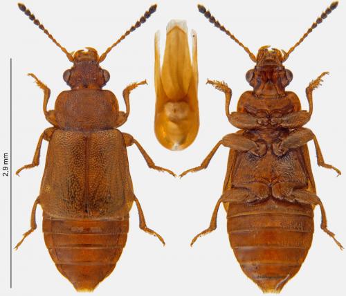 Réf. 260 545 : Eusphalerum luteum