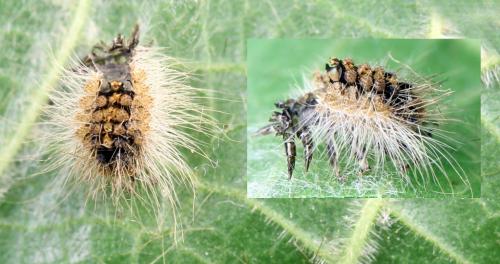 Lymantria dispar