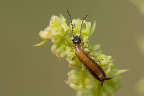 Forficula sp.