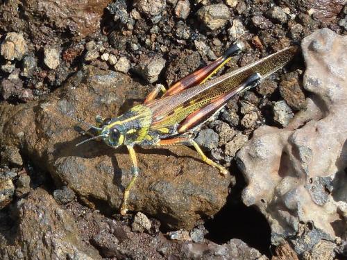 Schistocerca melanocera