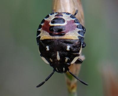 Réf. 260 766 : Carpocoris sp.