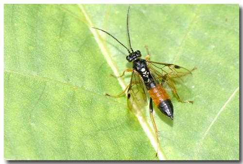 Tenthredopsis scutellaris