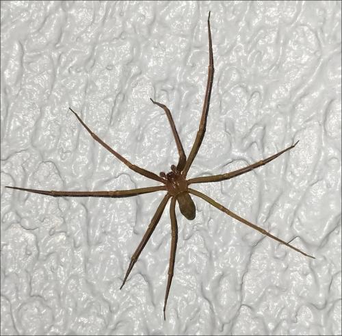 Réf. 260 912 : Loxosceles rufescens