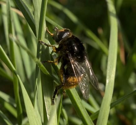 Réf. 260 074 : Merodon equestris