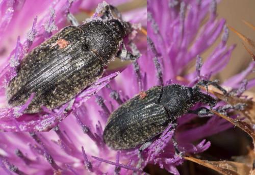 Larinus cynarae