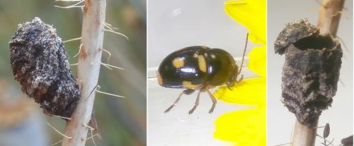 Réf. 260 274 : Cryptocephalus crassus