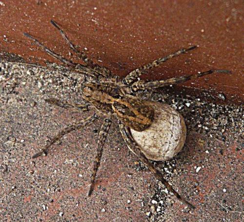 Alopecosa sp.