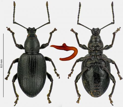 Réf. 260 858 : Otiorhynchus meridionalis