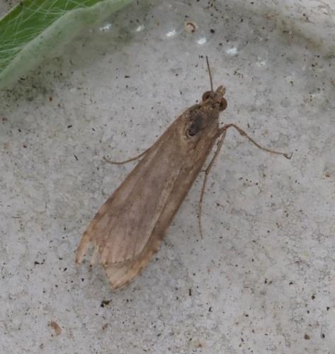 Nomophila noctuella