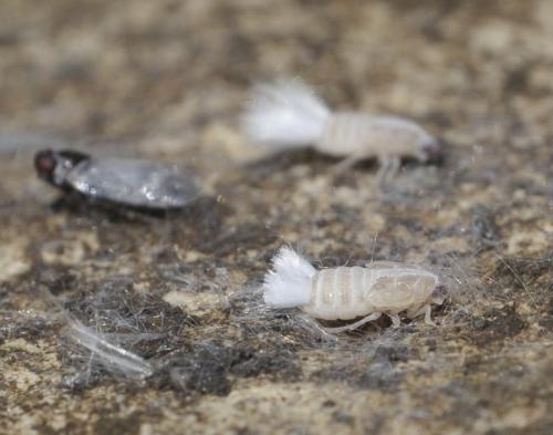 Réf. 260 831 : Hyalesthes obsoletus