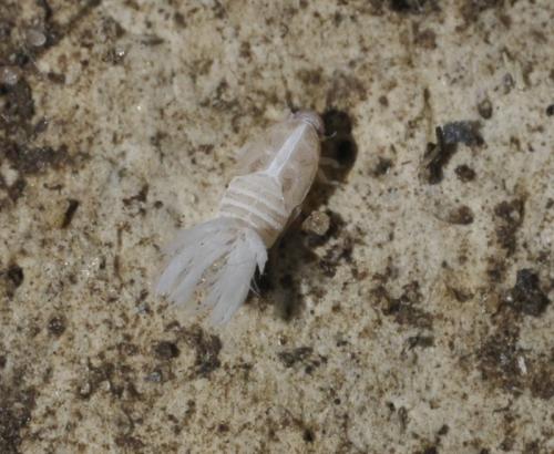 Réf. 260 830 : Hyalesthes obsoletus