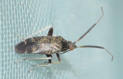 Réf. 260 820 : Criocoris crassicornis