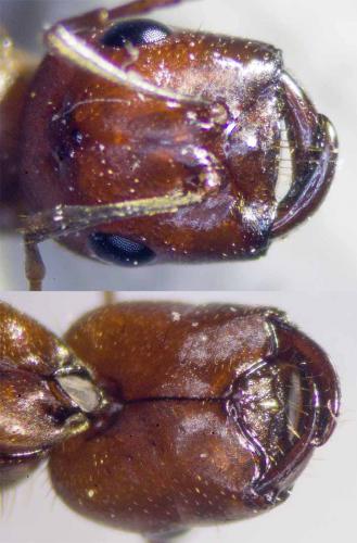 Réf. 260 502 : Polyergus rufescens