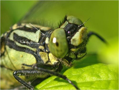 Réf. 260 555 : Gomphus vulgatissimus