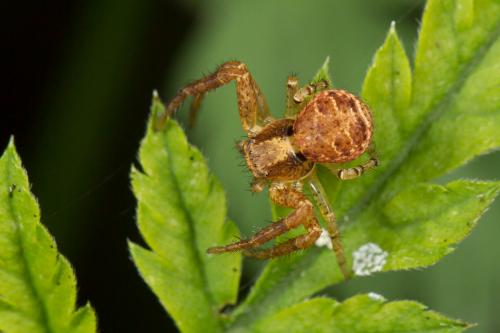 Réf. 260 930 : Xysticus lanio