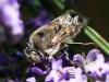 260813 – Photo : Danièle Tixier-Inrep – France (30)